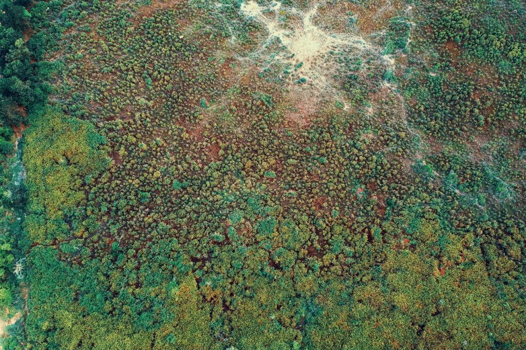 pexels-photo-1109754 Top-down aerial view showcasing a forest with dense moss and vegetation.